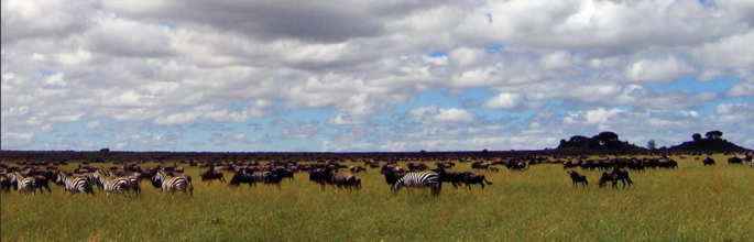 Zebra and wildebeest grazing on the Serengeti plains. Image - Andrea Byrom.