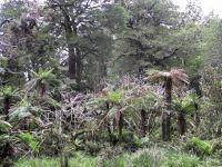 Fuchsia trees killed by possum browse at Haast, South Westland. Image – Caroline Thomson.