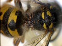 Mites on Vespula germanica 