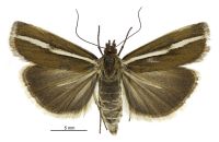 Orocrambus catacaustus (female). Crambidae: Crambinae. Endemic