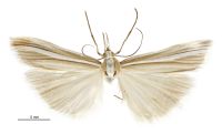 Orocrambus lewisi (male). Crambidae: Crambinae. Endemic