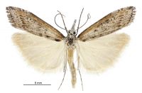 Orocrambus cyclopicus (male). Crambidae: Crambinae. Endemic