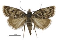 Tauroscopa gorgopis (female). Crambidae: Crambinae. Endemic