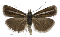 Orocrambus mylites (male). Crambidae: Crambinae. Endemic