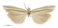 Orocrambus lectus (male). Crambidae: Crambinae. Endemic