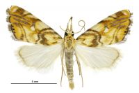 Glaucocharis selenaea (male). Crambidae: Crambinae. Endemic