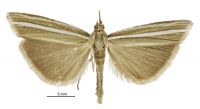 Orocrambus scutatus (Male). Crambidae: Crambinae. 