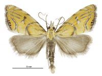Glaucocharis auriscriptella (male). Crambidae: Crambinae. Endemic