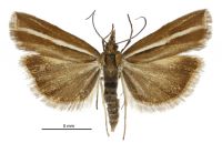 Orocrambus melitastes (male). Crambidae: Crambinae. Endemic