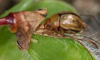 Female broom leaf beetle and egg.
