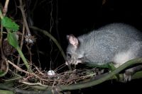 Possum. Image courtesy of Nga Manu Images