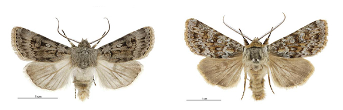 <em>Agrotis admirationis</em> and <em>Aletia falsidica falsidica</em>, nocutid moths. Image - Birgit Rhode
