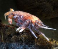 Estuarine crab crustacean