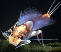 Leptophlebiid mayfly