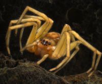 Dolomedes spider