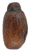 An egg from <em>Tectarchus ovobessus</em>, Lake Waikaremoana. Image - B. Rhode