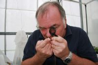 Simon Fowler inspecting the pupal case of a tradescantia leaf beetle. 