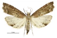 Diplopseustis perieresalis (female). Crambidae: Spilomelinae. Native