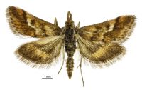 Pyrausta comastis (male). Crambidae: Pyraustinae. Endemic