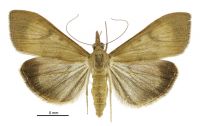 Uresiphita polygonalis (female). Crambidae: Pyraustinae. Endemic