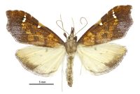 Deana hybreasalis (female). Crambidae: Spilomelinae. Endemic