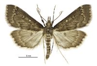 Proternia philocapna (male). Crambidae: Spilomelinae. Endemic