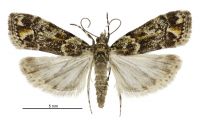 Eudonia minualis (female). Crambidae: Scopariinae. Endemic