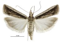Eudonia sabulosella (female). Crambidae: Scopariinae. Endemic