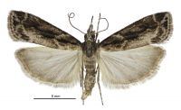 Eudonia illota (male). Crambidae: Scopariinae. Endemic