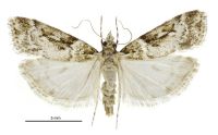 Eudonia philetaera (female). Crambidae: Scopariinae. Endemic