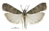 Eudonia cataxesta (male). Crambidae: Scopariinae. Endemic