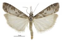 Scoparia s.l. declivis (male). Crambidae: Scopariinae. Endemic