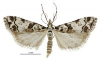 Eudonia torodes (male). Crambidae: Scopariinae. Endemic
