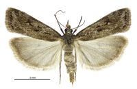 Eudonia ustiramis (female). Crambidae: Scopariinae. Endemic