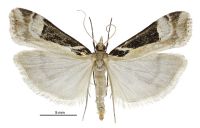 Scoparia s.l. trapezophora (male). Crambidae: Scopariinae. Endemic