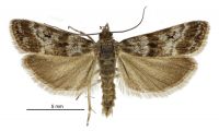 Scoparia s.l. pascoella (male). Crambidae: Scopariinae. Endemic