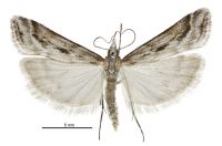 Scoparia s.l. exilis (male). Crambidae: Scopariinae. Endemic