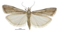 Eudonia crypsinoa (male). Crambidae: Scopariinae. Endemic