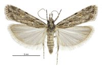 Scoparia chalicodes (female). Crambidae: Scopariinae. Endemic
