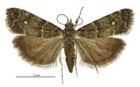 Eudonia microphthalma (male). Crambidae: Scopariinae. Endemic