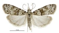Eudonia subditella (female). Crambidae: Scopariinae. Endemic