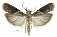 Ptyomaxia trigonogramma (male). Pyralidae: Phycitinae. Adventive (?)