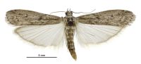 Ephestia kuehniella (male). Pyralidae: Phycitinae. Adventive