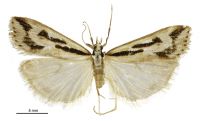 Scoparia s.l.  clavata (Male). Crambidae: Scopariinae. 