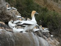 Australasian gannets at Cape Kidnappers. Image - Dan Tompkins