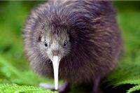 Kiwi