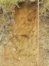 FIGURE 1C Representative soil profile: LOT — Typic Orthic Allophanic Soils (landscape shedding water e.g. hill tops and ridges).