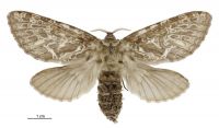 Aoraia enysii (female). Hepialidae: . 