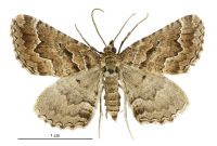 Austrocidaria lithurga (male). Geometridae: Larentiinae. 
