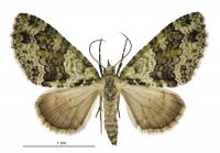 Tatosoma alta (female). Geometridae: Larentiinae. 